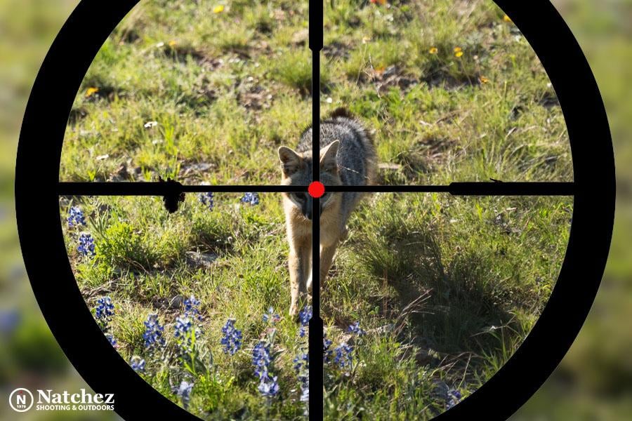 Varmint hunting with .223 Remington