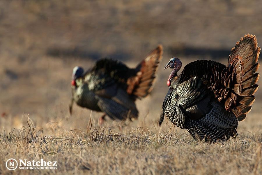 A Personal Journey Through a Spring Turkey Hunt near Chattanooga.