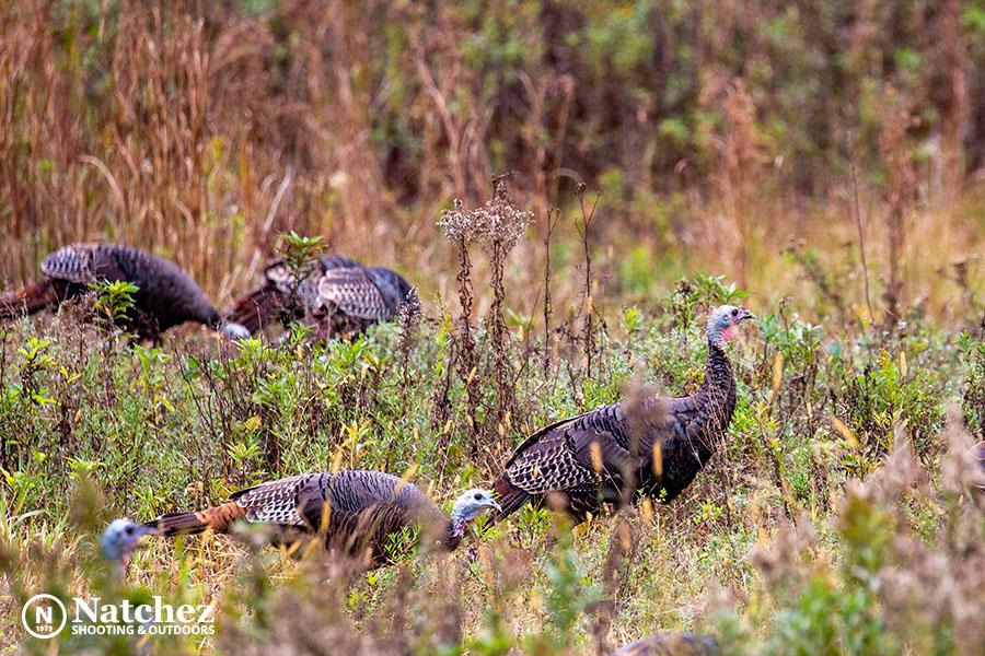 turkey hiunting guide covers everything from setting decoys to the perfect shot with Federal Heavyweight shells.