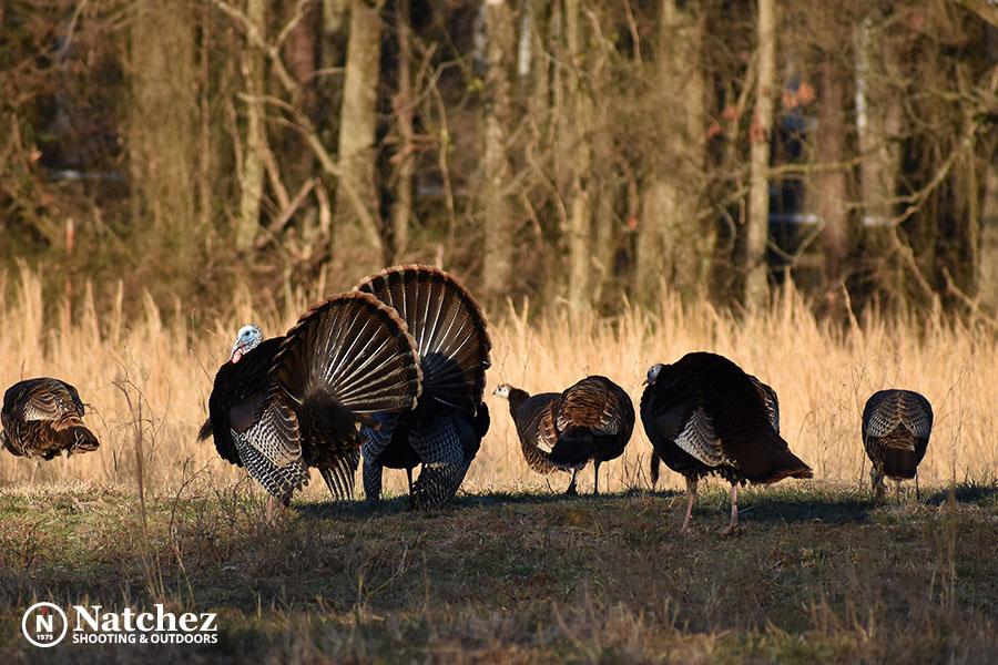 top equipment for spring turkey hunting in this comprehensive diary