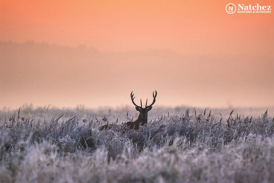 deer hunting early morning perfect shot