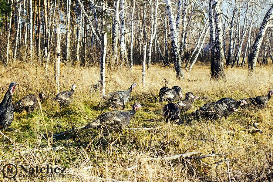 Eastern wild turkey in natural habitat