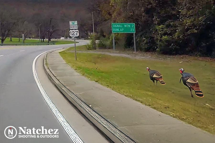 turkey shoot highway 127 east tennesse