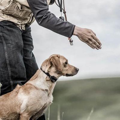 https://media.natchezss.com/images/category/Dog%20Training%20&%20Accessories/Hunting-DOG%20TRAINING.jpg