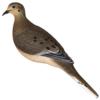 Avian APX Full Body Dove Decoys 6/ct