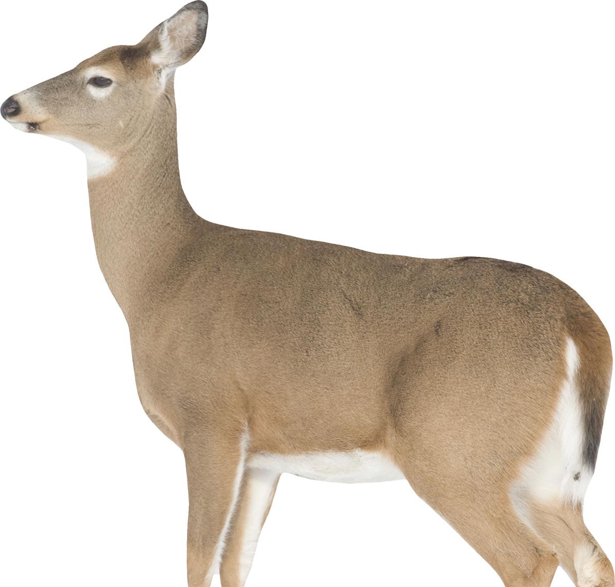 Montana Decoy Co Dreamy Doe Decoy - Montana Decoy Co