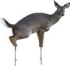 Montana Decoy Co Estrus Betty Decoy