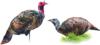 Montana DecoyCo PurrFect Pair XD Turkey Combo